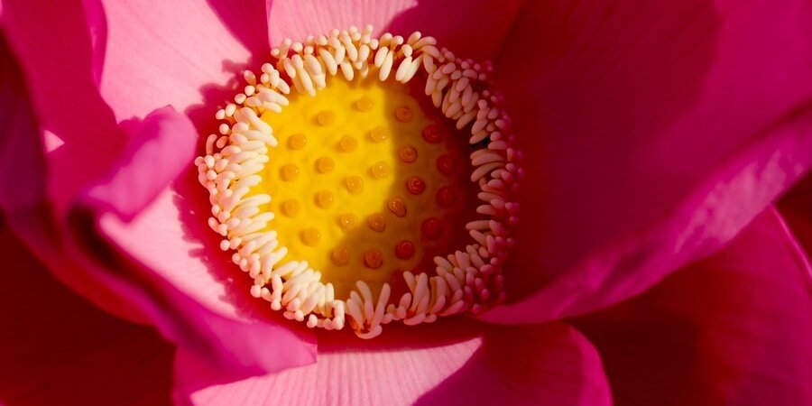 Лотос. Фото Алёна Рыжова.