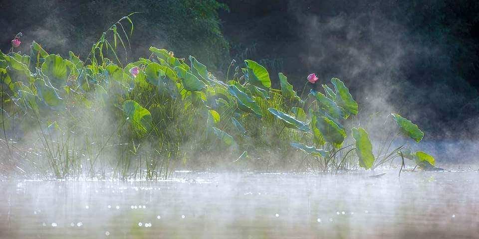 Лотос орехоносный