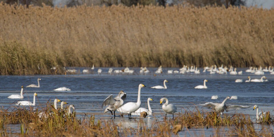 Владимир Стрелков – Лебеди-кликуны
