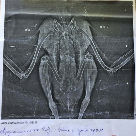 Рентген и заключение ветеринара