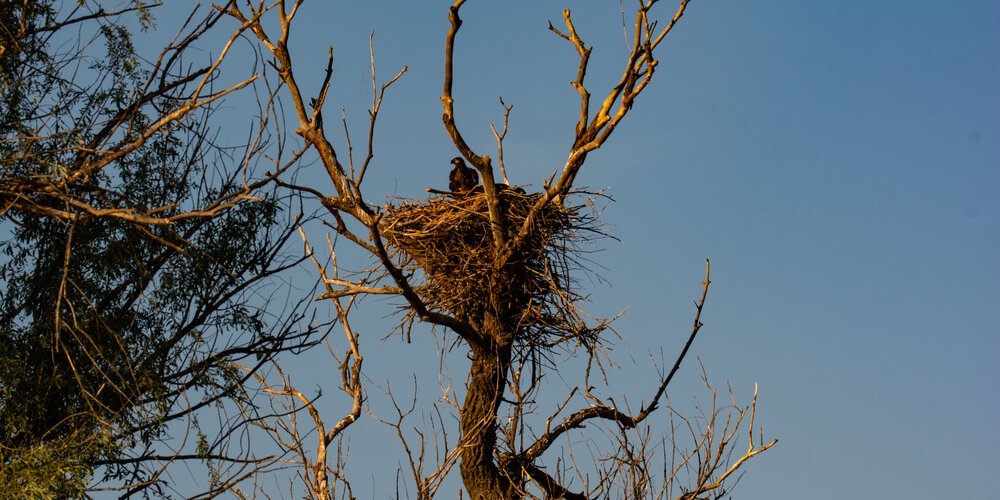 Гнездо на Дамчиском участке