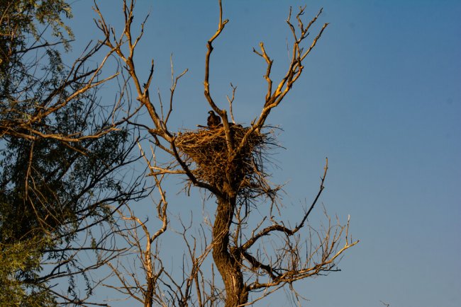 Гнездо на Дамчиском участке