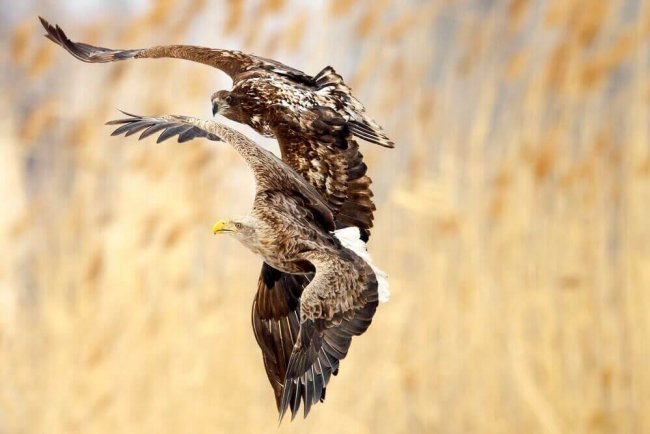 Лети за мной!