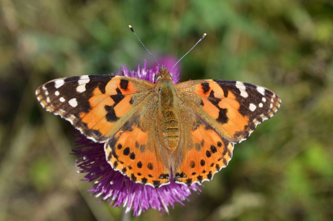 Репейница. Фото А.В.Стеблева