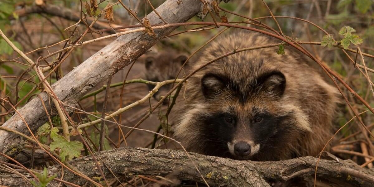 Енотовидная собака фото Алексея Кашина