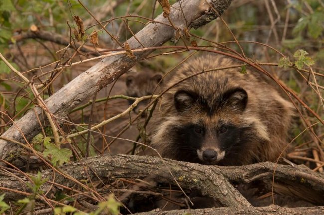 Енотовидная собака фото Алексея Кашина
