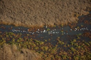 Лебеди-кликуны кормятся в зарослях лотоса