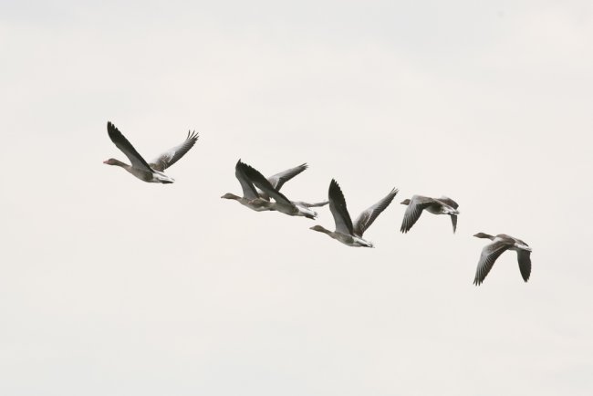 Серые гуси Славгородский