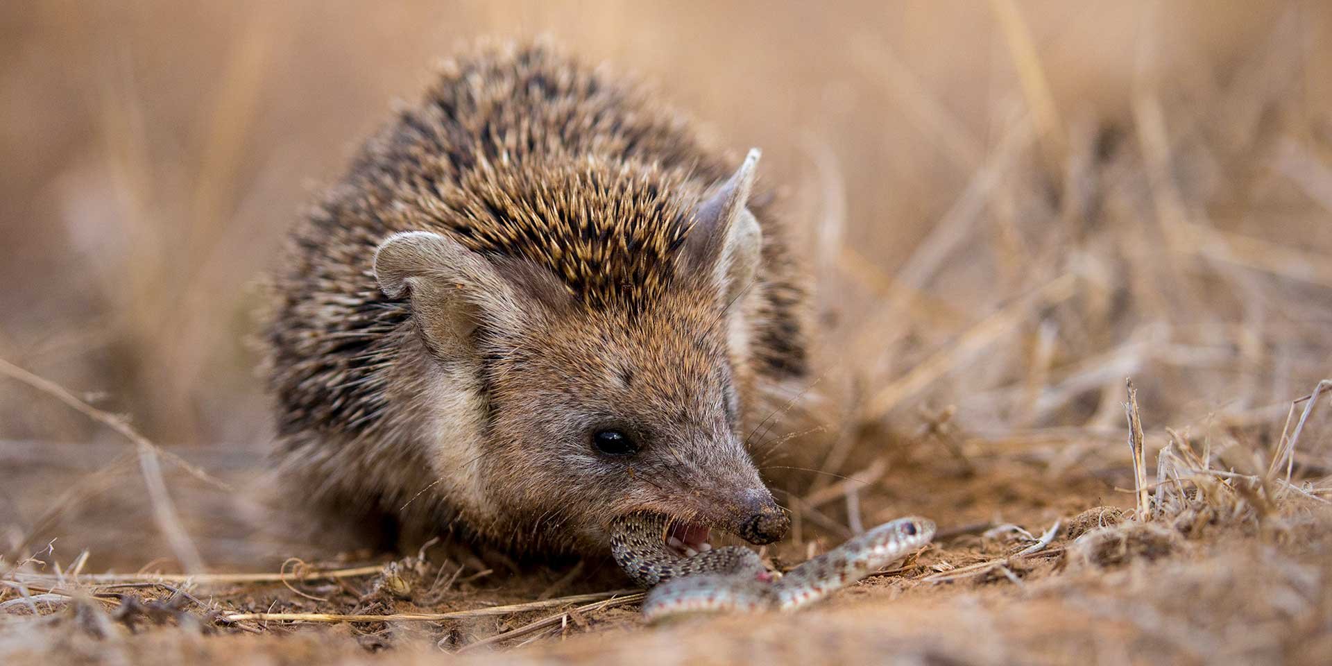 Ушастый ёж фото Евгения Полонского