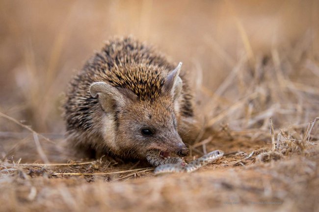 Ушастый ёж фото Евгения Полонского