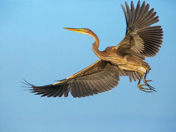     Egretta garzetta Linnaeus 1766   7   