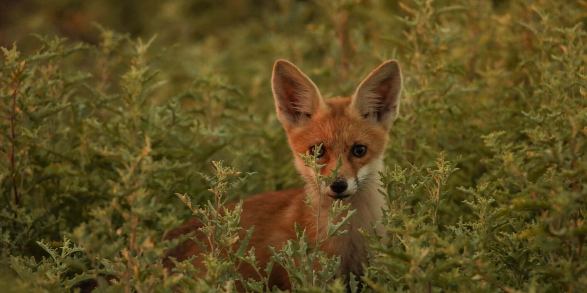 🦊Необыкновенная ОБЫКНОВЕННАЯ ЛИСИЦА – Астраханский биосферный заповедник