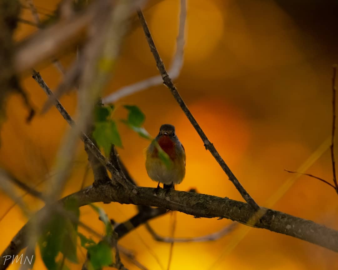 Малая Мухоловка