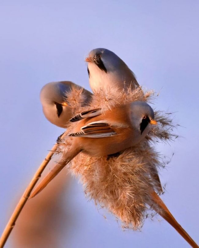 Усатые синицы, Алёна Рыжова