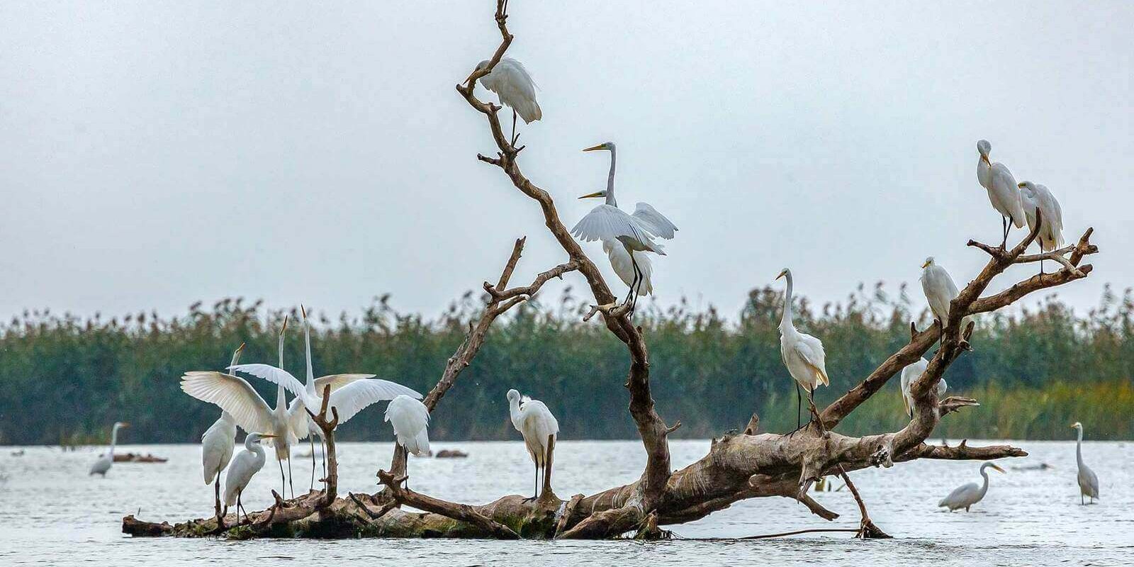 Лашков. Большие белые цапли