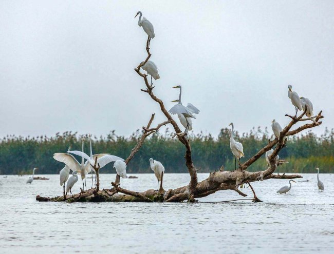 Лашков. Большие белые цапли