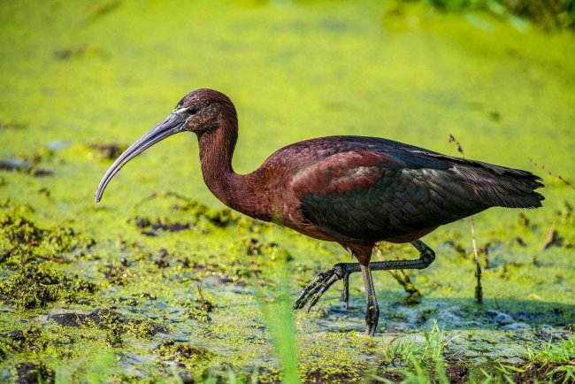 Паньков. Каравайка