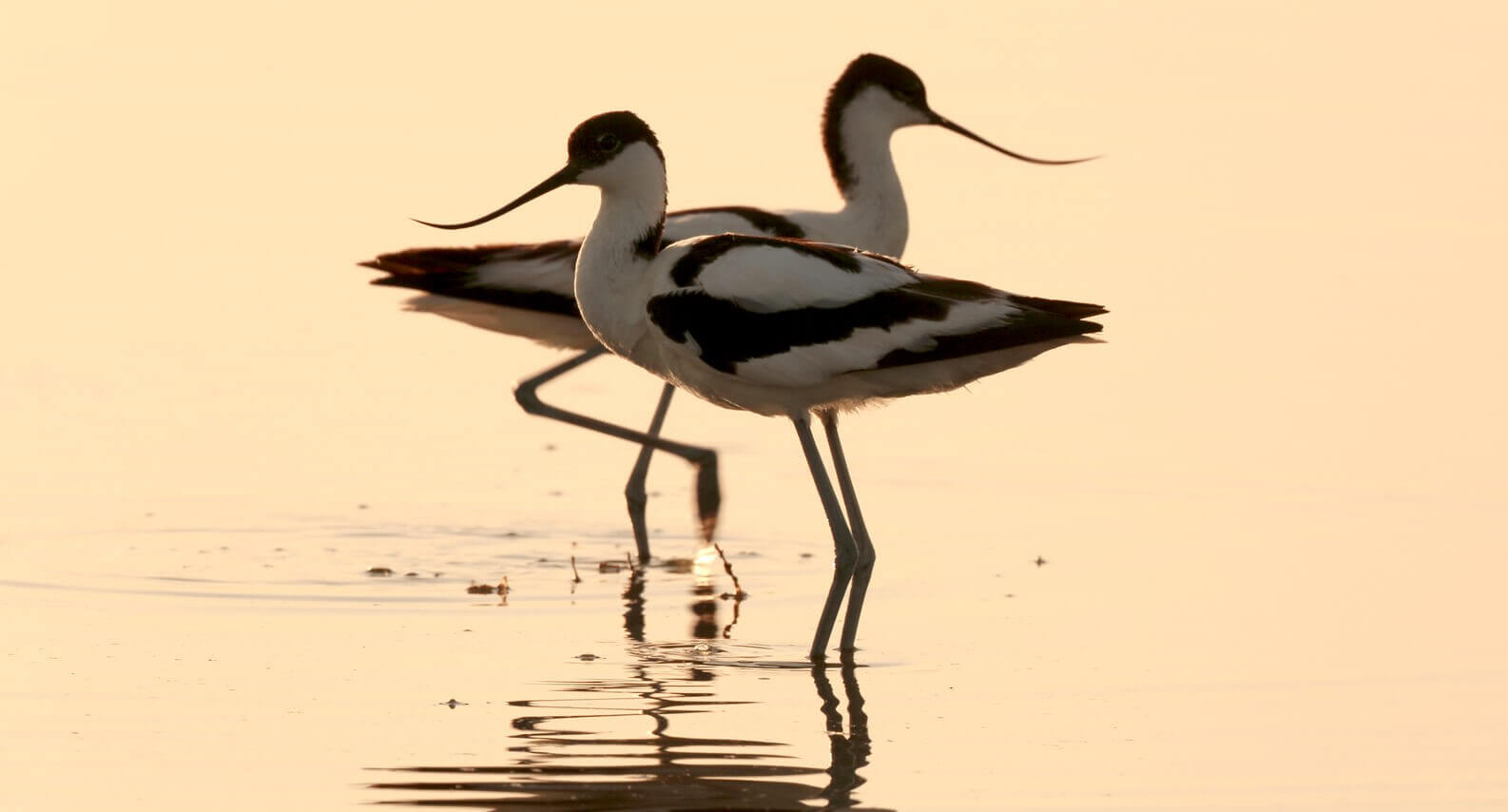 Полонский. Шилоклювки