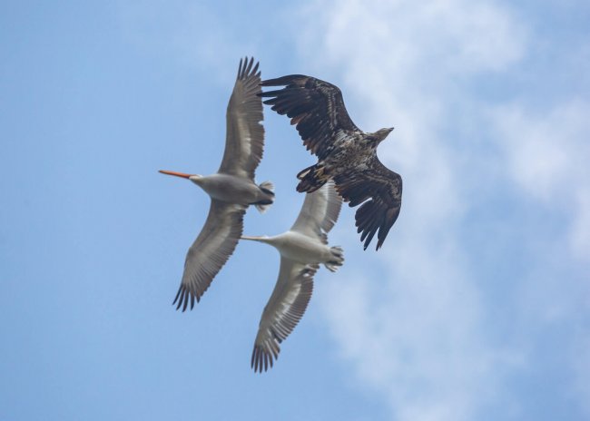 Жители неба. А. Кашин