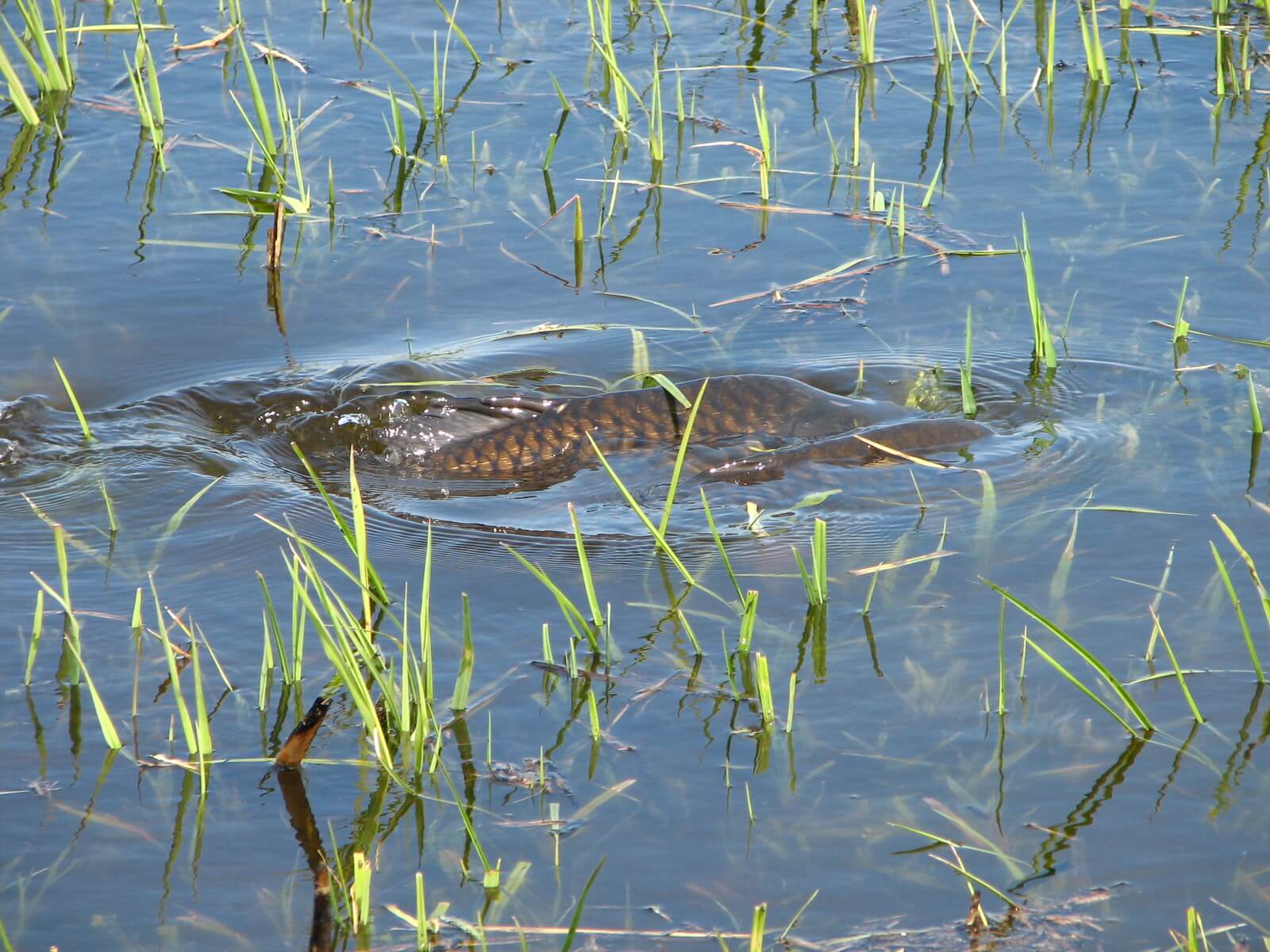 балиқ етиштириш. нерест линя. нерест сазана. рыбоводство карп. нерест карпа.