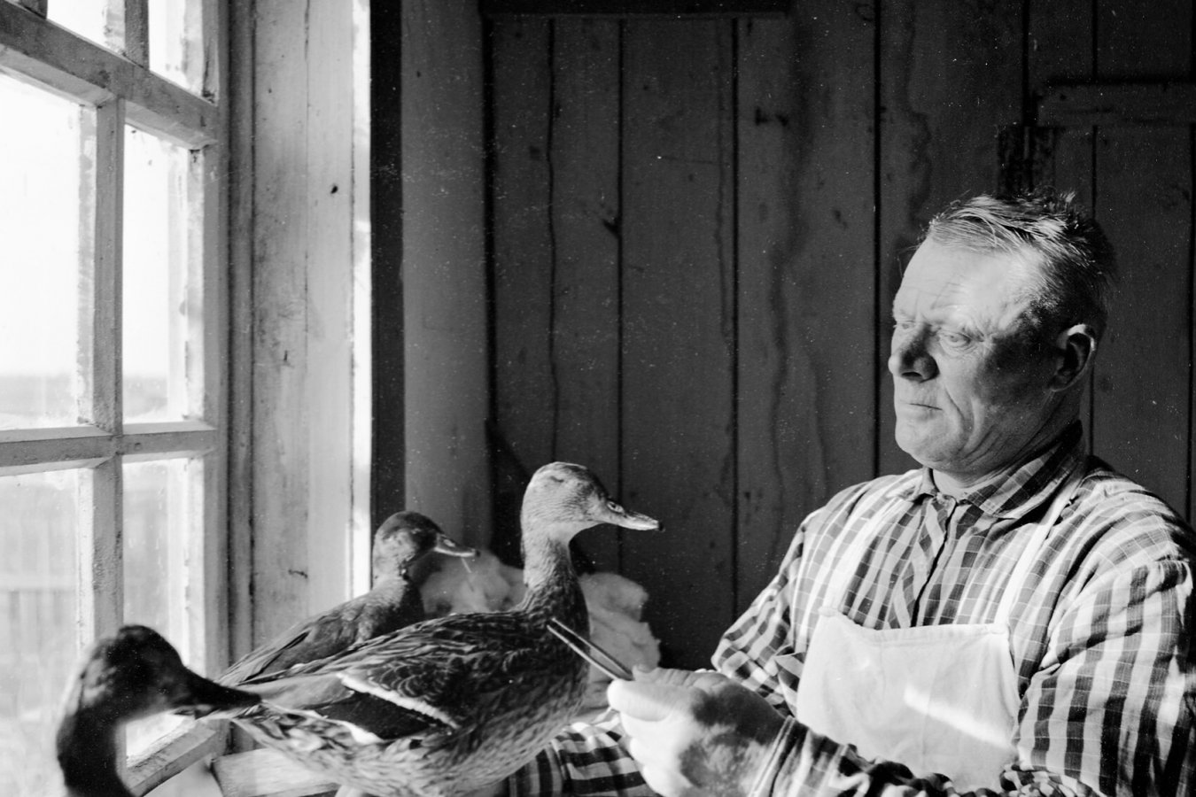 Нестеров Алексей Александрович в лаборатории таксидермии. В настоящее время лаборатория не существует.