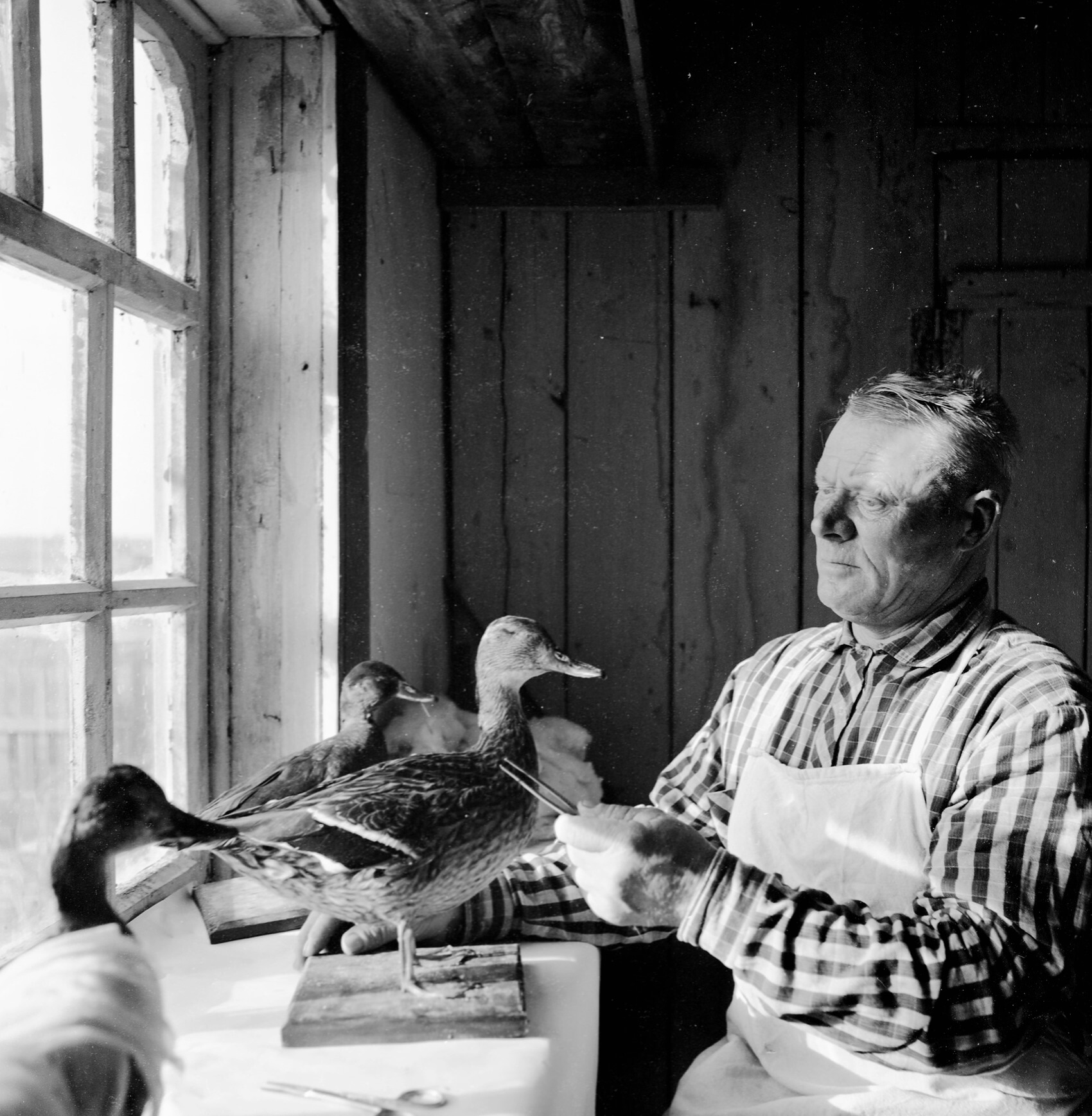 Нестеров Алексей Александрович в лаборатории таксидермии. В настоящее время лаборатория не существует.