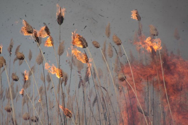 Горящие метёлки загораются первыми, отстреливают и летят при штормовом ветре на 500 м. Фото Игорь Подгорный. Противопожарная экспедиция Гринпис России
