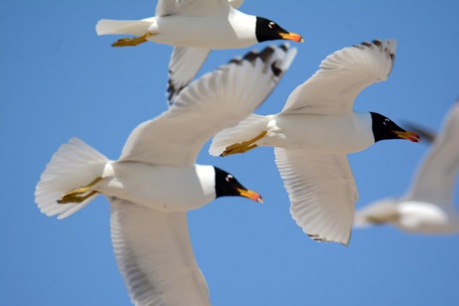 Черноголовый хохотун в полете