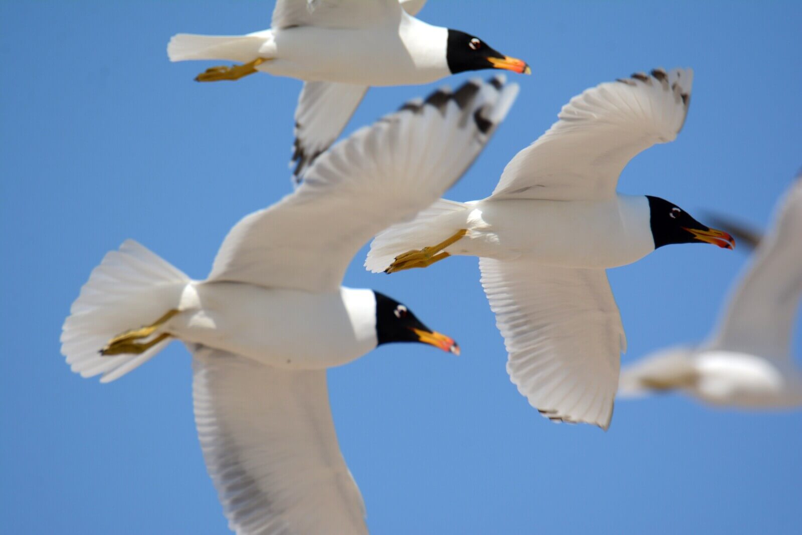 Черноголовый хохотун в полете