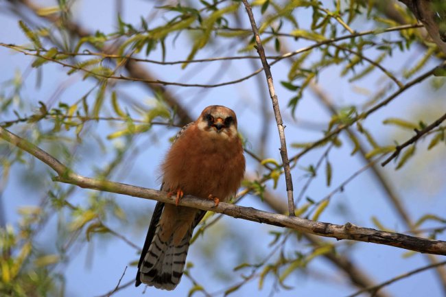 кобчик самка Евгений Полонский