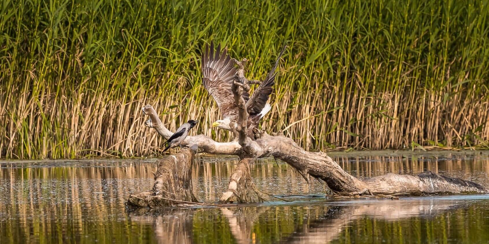 орлан и ворона Лашков