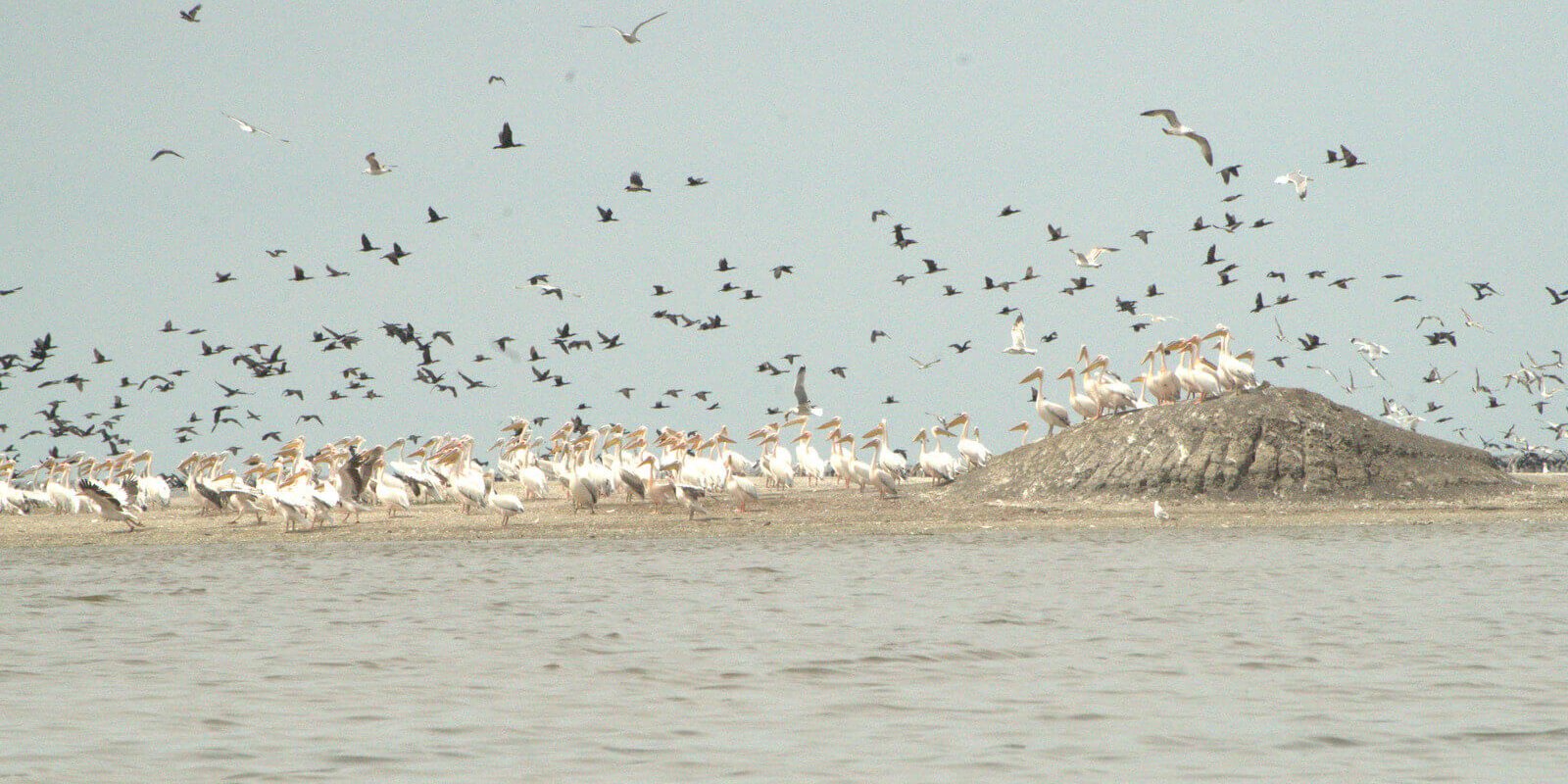 Скопления птиц на бровках канала