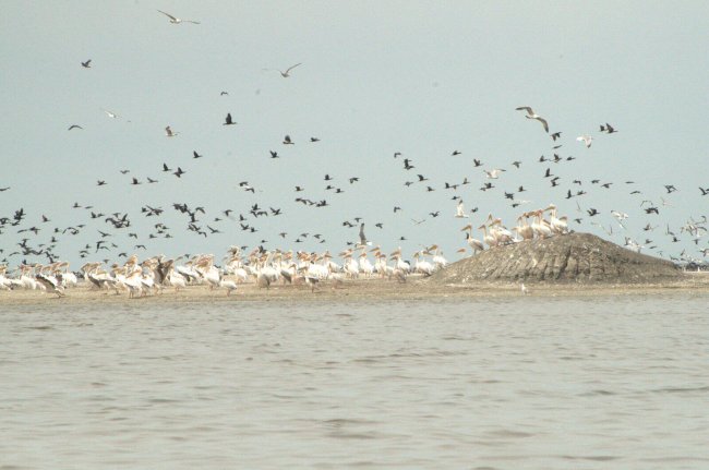 Скопления птиц на бровках канала