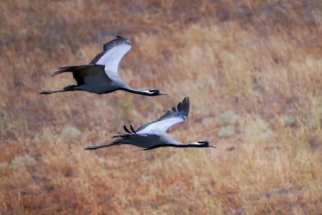 Красавки в полете. Е. Полонский