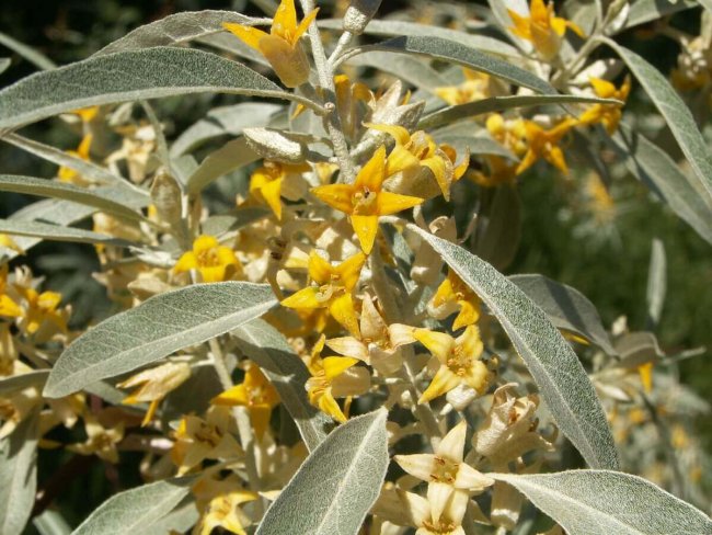 Лох узколистный