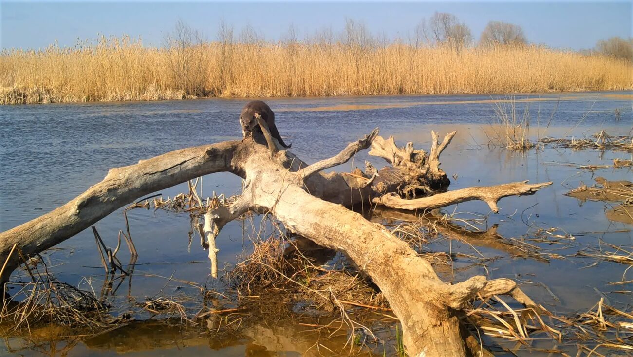 Снимок экрана (24) (1) (1)