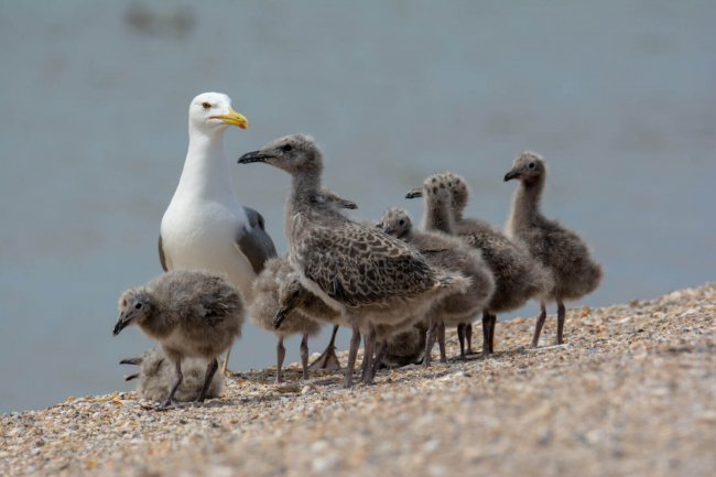 Хохотунья с птенцами Жемчужный 27 мая 2020-7712 (2)