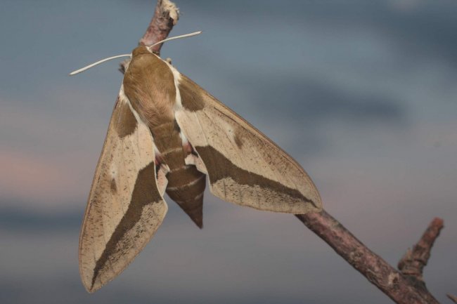 Celerio euphorbia – Бражник молочайный С. Шинкаренко 1 (2)