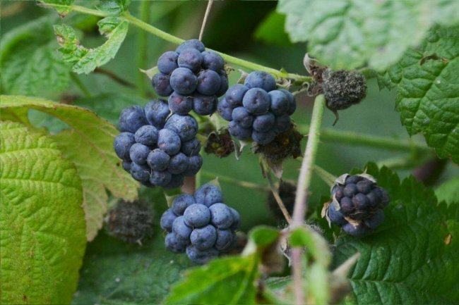 Ежевика сизая плоды