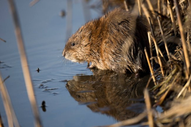 Ондатра, Евгений Полонский
