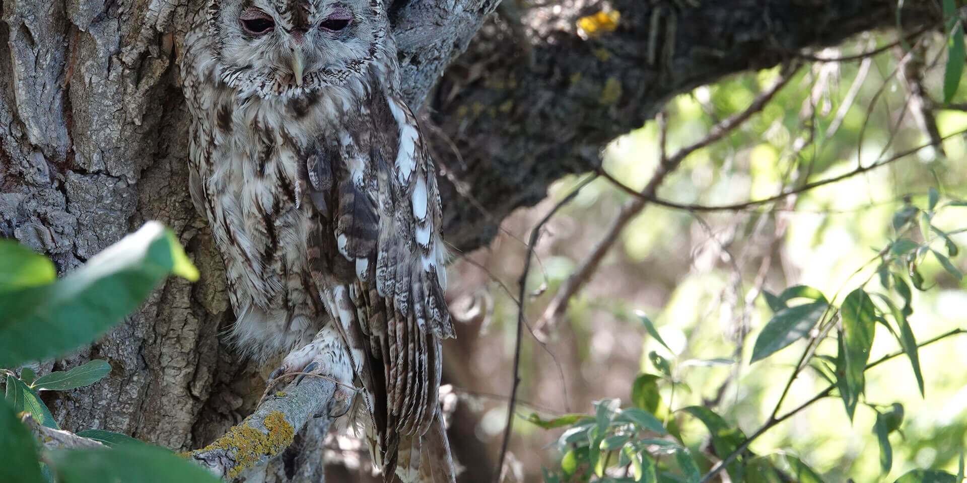 Вильданова_Серая-неясыть. Экологическая тропа Дамчикского участка