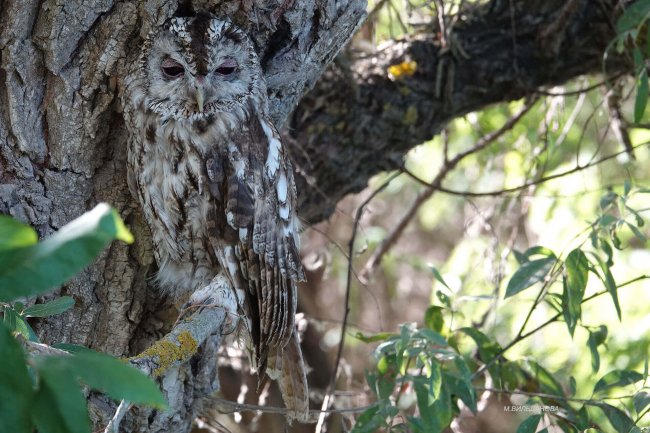 Вильданова_Серая-неясыть. Экологическая тропа Дамчикского участка
