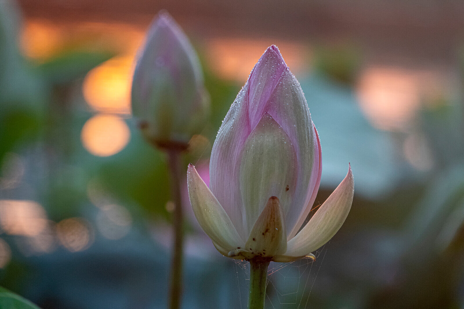 Лотос каспийский (Nelumbo caspica)*