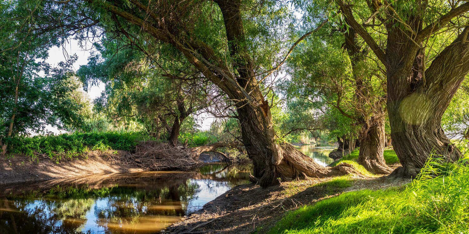 Ива белая (Salix alba)в