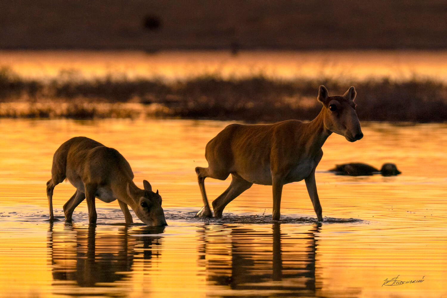 Сайгак (Saiga tatarica)* – Астраханский биосферный заповедник