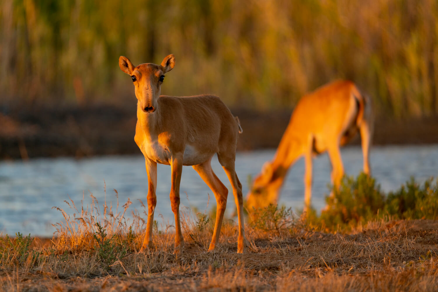 Сайгак (Saiga tatarica)* – Астраханский биосферный заповедник