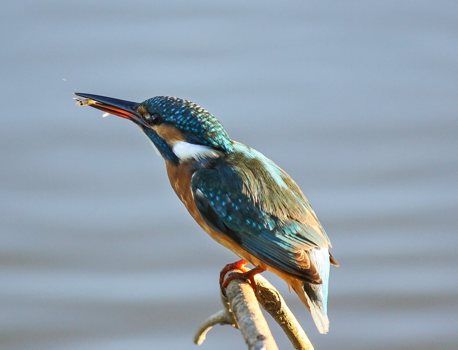 Алексей Подопригоров (9)
