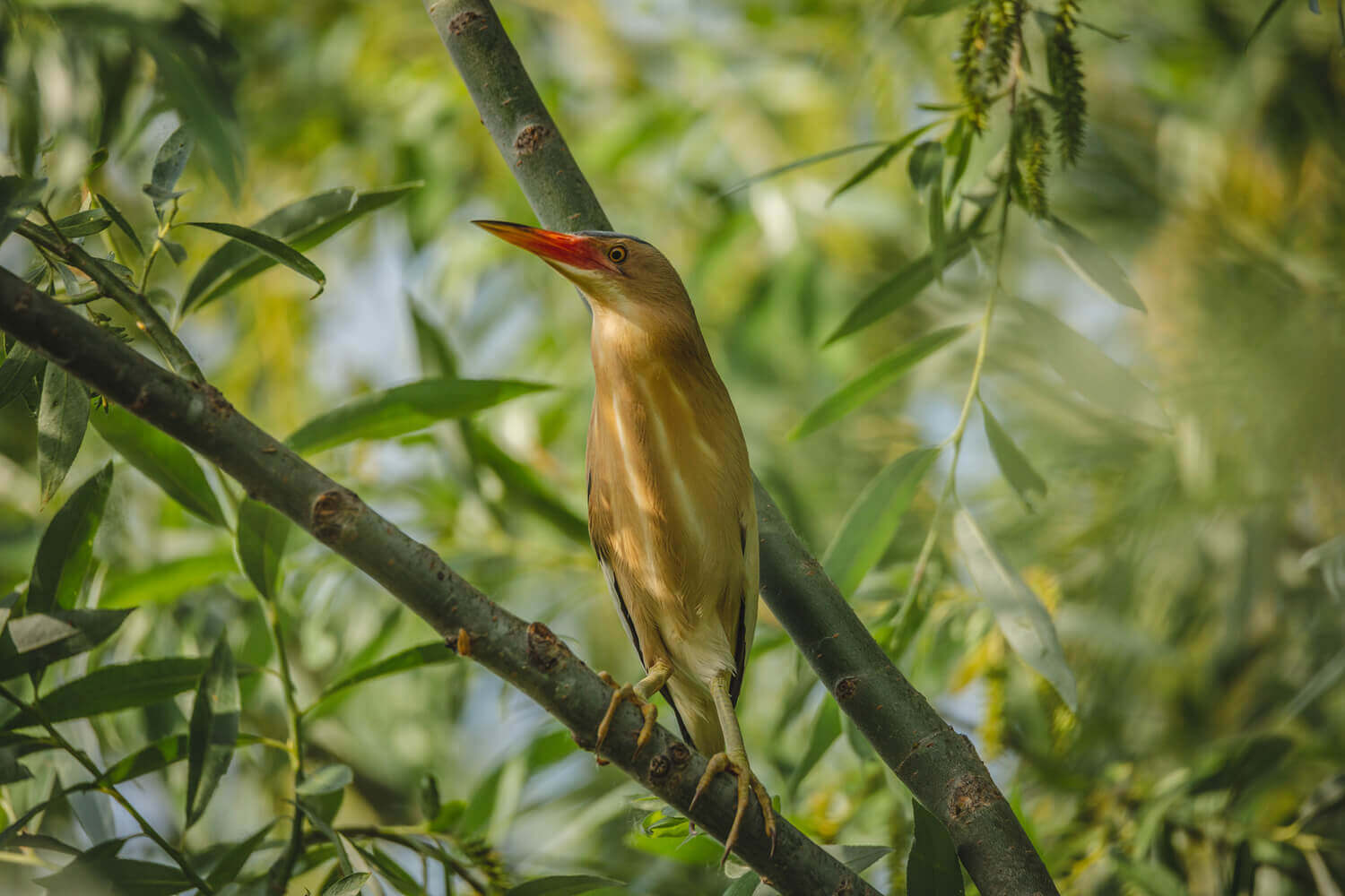 Волчок, или малая выпь (Ixobrychus minutus)