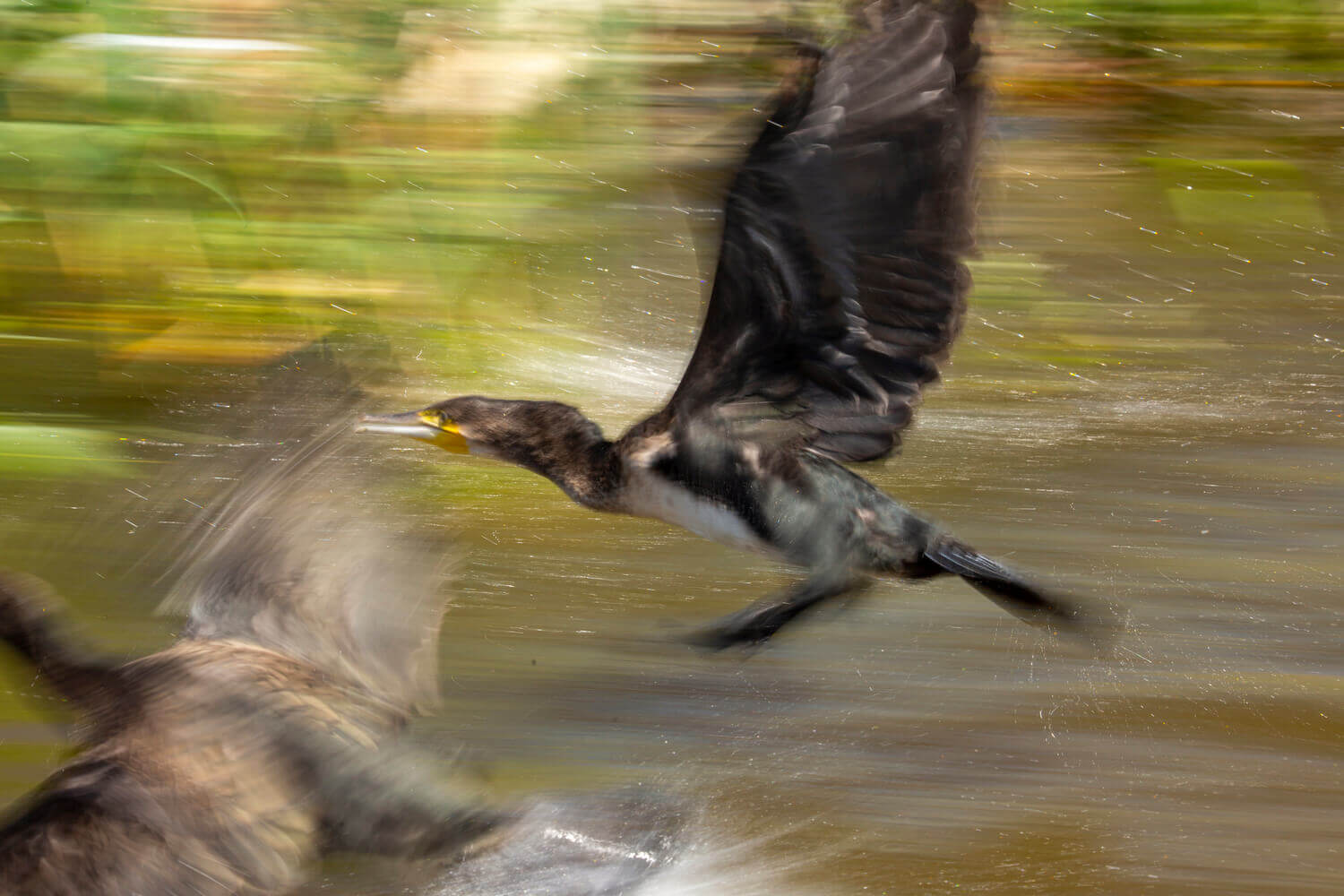 Большой баклан (Phalacrocorax carbo)