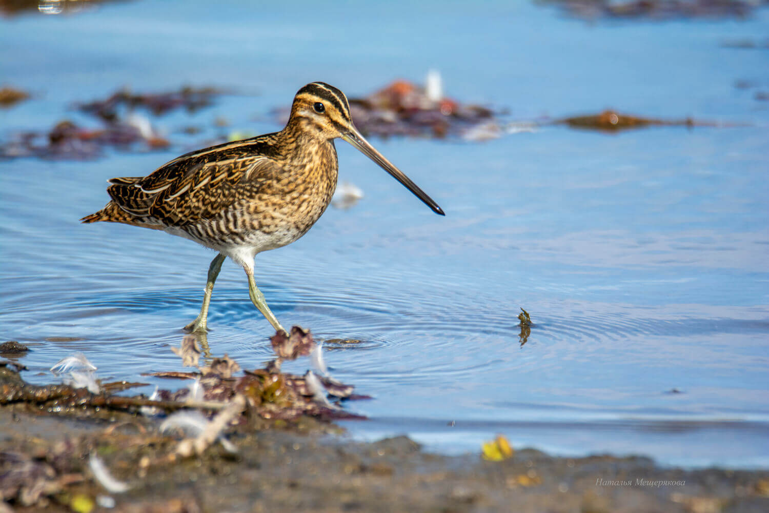 Бекас (Gallinago gallinago)